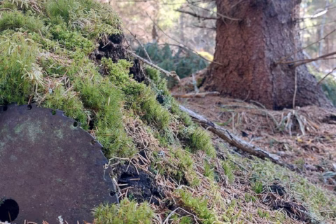 Metsän hinta