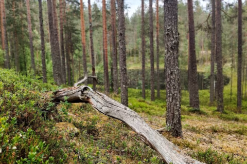 Metsän hinta