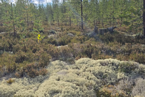 Metsävähennys