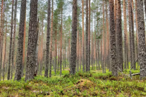 Myytävät metsätilat