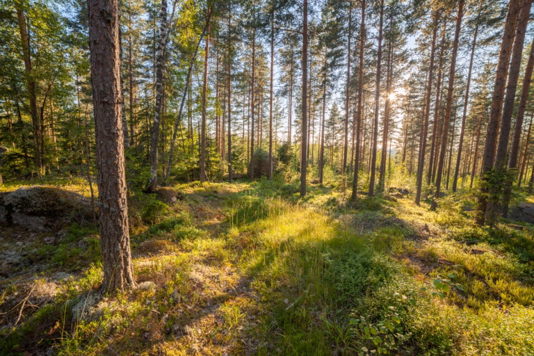 Metsätiloja jää myymättä enemmän kuin koskaan – mikä avuksi?