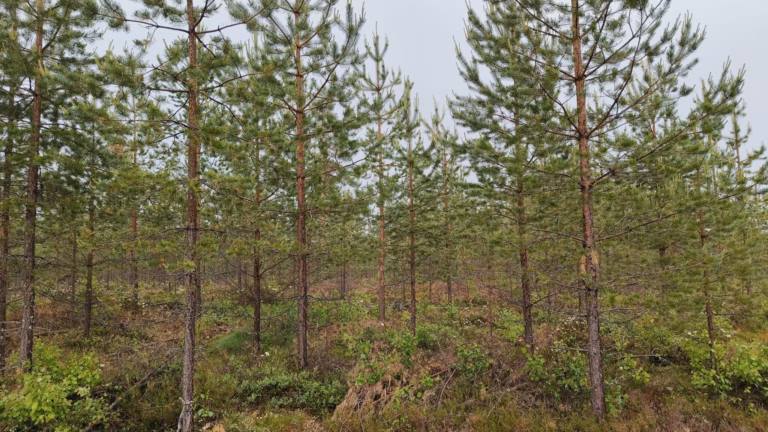 Mikä on kauppa-arvomenetelmä? Metsäsijoituskoulu, osa 19