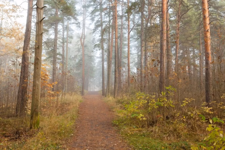 Miten henkilöiden metsäsijoittamista verotetaan? Metsäsijoituskoulu, Osa 10