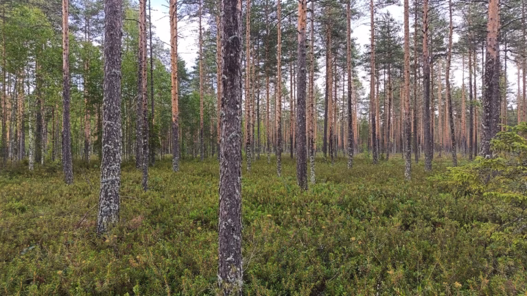 Hiljenevä metsätilamarkkina voi painaa metsätilojen hinnat laskuun vuoden 2026 jälkipuoliskolla