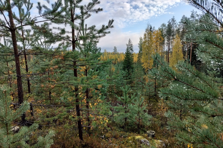 Minkälainen metsä on sijoituksena verrattuna muihin sijoitusluokkiin? Metsäsijoituskoulu, Osa 2  