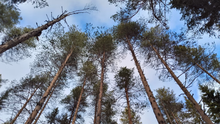 Metsätilan osto – Mistä löydän ostettavia metsätiloja? Metsäsijoituskoulu, Osa 15