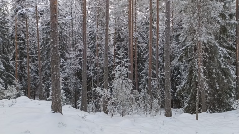 Millä eri tavoilla voi olla metsäsijoittaja? Metsäsijoituskoulu, Osa 12