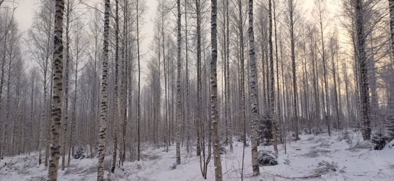 Mikä on summa-arvomenetelmä? Metsäsijoituskoulu, Osa 18
