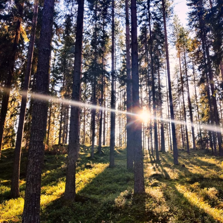 Miten paljon Suomessa käydään metsätilakauppaa? Metsäsijoituskoulu, osa 3