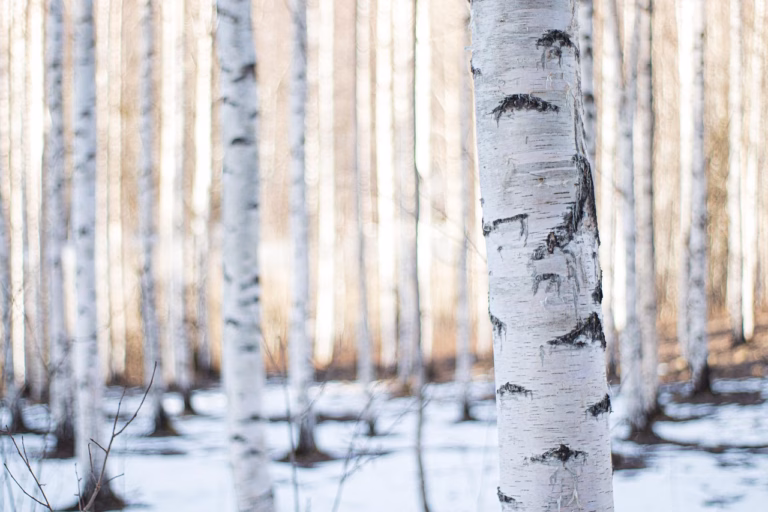 Mikä on tuottoarvomenetelmä? Metsäsijoituskoulu, Osa 17