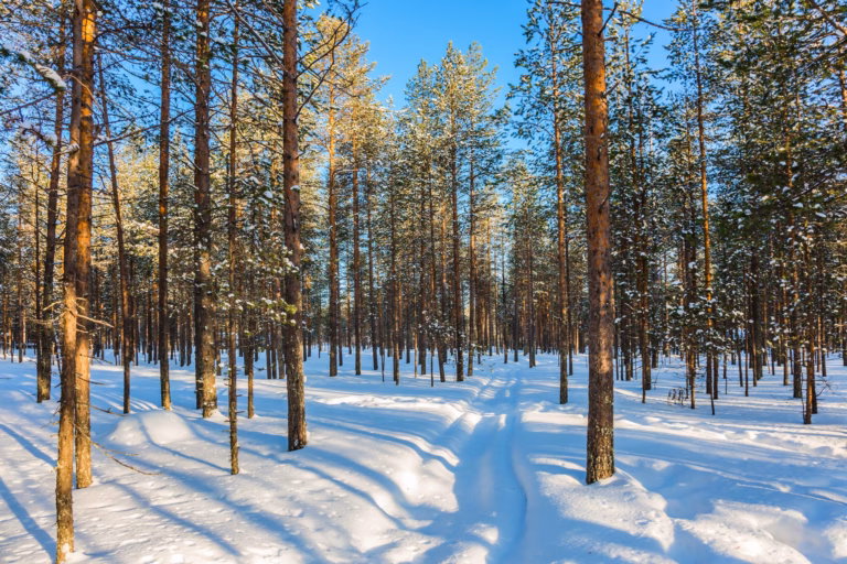 Miten likvidi omaisuuserä metsä on? Metsäsijoituskoulu, osa 4