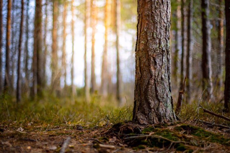 Mitä on metsäsijoittaminen? Metsäsijoituskoulu, Osa 1