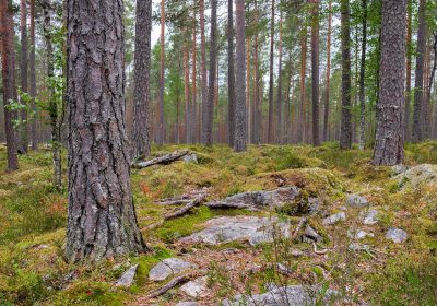 Omalla_maalla_markkinatiedote_metsatilojen_hinnat