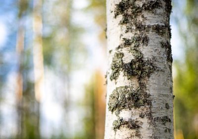 Metsätilamarkkinat: Ennätysmäärä tiloja myyntiin alkuvuoden aikana